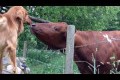 Bild från Calf tenderness