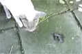 Bild från Katt vs högljudd groda