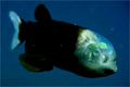 Bild från Transparent fisk