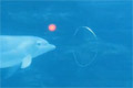 Bild från Delfin leker med bubblor