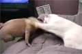 Bild från Katt vaktar godis